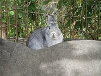 写真：うさぎ広場