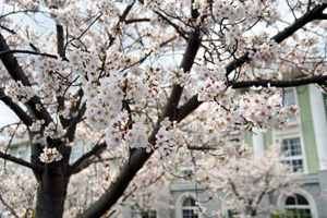 写真：満開の桜