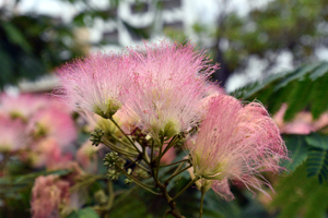 ねむの木の花